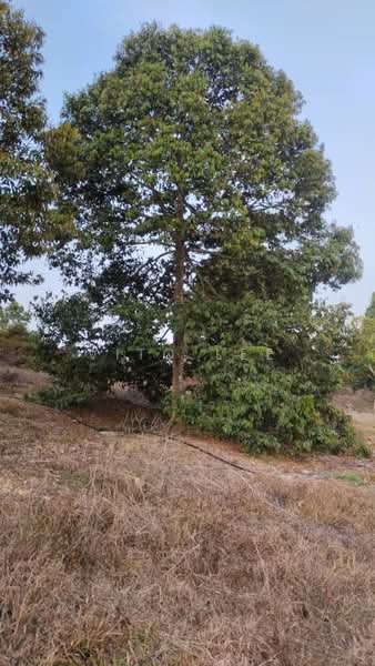 Agricultural Land for Sale in Simpang Pertang (Negeri Sembilan) - Vito Lee - PropertyGuru.com.my
