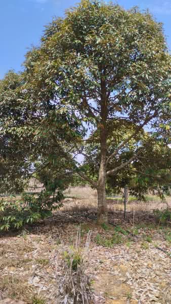 Agricultural Land for Sale in Simpang Pertang (Negeri Sembilan) - Vito Lee - PropertyGuru.com.my