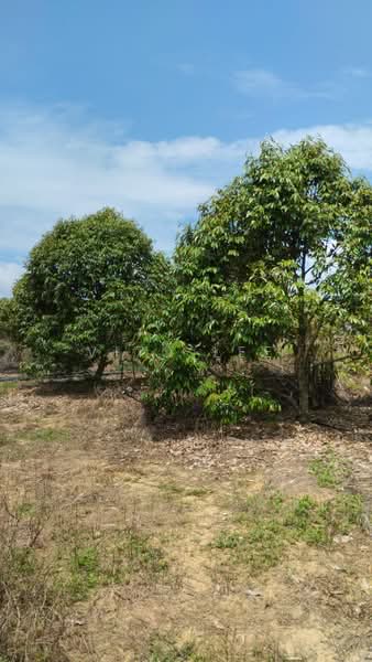 Agricultural Land for Sale in Simpang Pertang (Negeri Sembilan) - Vito Lee - PropertyGuru.com.my