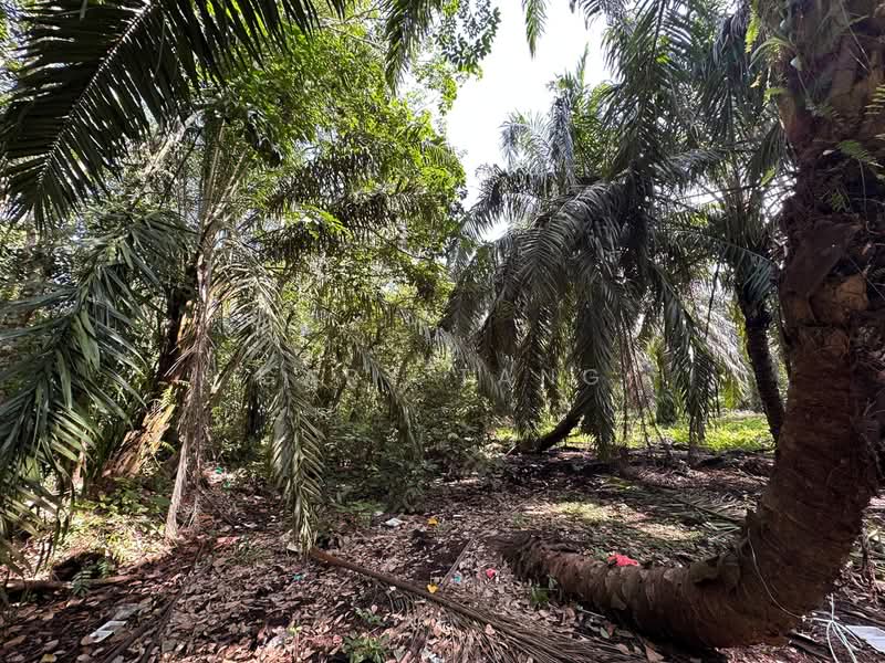 Agricultural Land for Sale in Taiping (Perak) - Gary Tang - Exterior - PropertyGuru.com.my