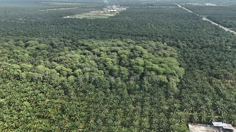 Agricultural Land for Sale in Taiping (Perak) - Gary Tang - Exterior - PropertyGuru.com.my