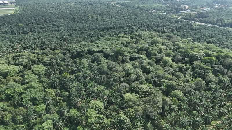 Agricultural Land for Sale in Taiping (Perak) - Gary Tang - PropertyGuru.com.my