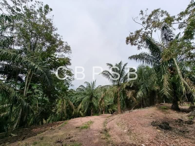 Agricultural Land for Sale in Jalan Yong Peng to paloh (Yong Peng) - ZG Law - PropertyGuru.com.my