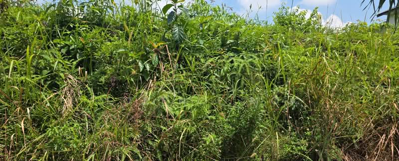 Bungalow Land for Sale in Taman Gembira (Jalan Klang Lama (Old Klang Road)) - Florence Mok - PropertyGuru.com.my