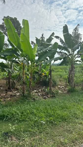 Agricultural Land for Sale in Dengkil (Selangor) - Hamdan Ghazali - Garden - PropertyGuru.com.my