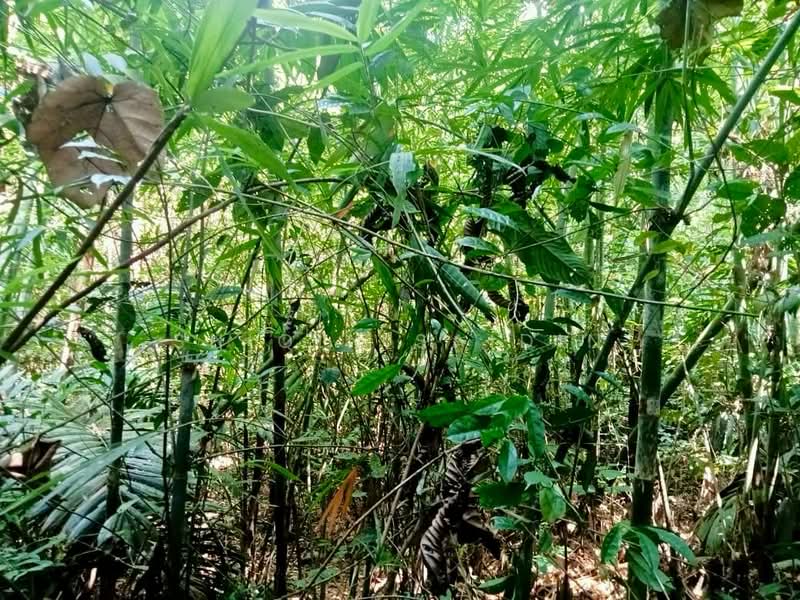 Agricultural Land for Sale in Kuala Kubu Bharu (Selangor) - Shiqin Saidin - Exterior - PropertyGuru.com.my