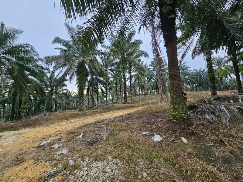 Tanah Pertanian untuk Dijual di Kampung Bahagia Ulu Choh (Pekan Nanas) - Mancy Lim - Exterior - PropertyGuru.com.my