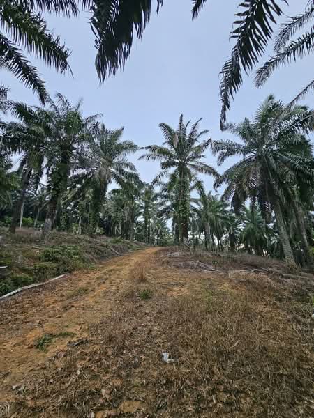 Tanah Pertanian untuk Dijual di Kampung Bahagia Ulu Choh (Pekan Nanas) - Mancy Lim - Exterior - PropertyGuru.com.my
