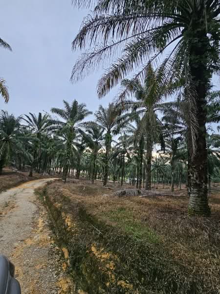 Tanah Pertanian untuk Dijual di Kampung Bahagia Ulu Choh (Pekan Nanas) - Mancy Lim - Exterior - PropertyGuru.com.my