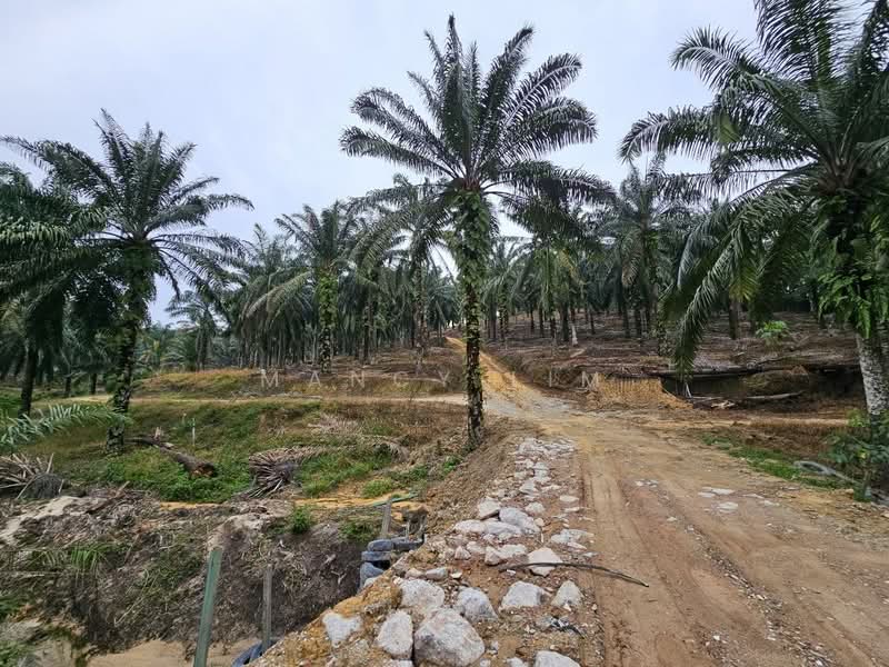 Tanah Pertanian untuk Dijual di Kampung Bahagia Ulu Choh (Pekan Nanas) - Mancy Lim - Exterior - PropertyGuru.com.my