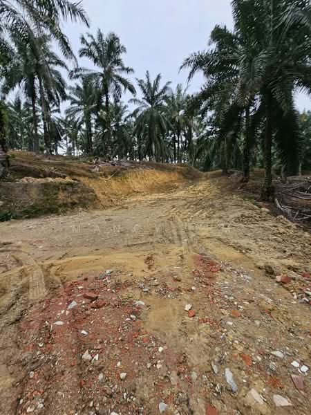 Tanah Pertanian untuk Dijual di Kampung Bahagia Ulu Choh (Pekan Nanas) - Mancy Lim - Exterior - PropertyGuru.com.my
