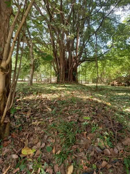 Residential Land for Sale in Taman Yarl (Jalan Klang Lama (Old Klang Road)) - Sharon Wong - Garden - PropertyGuru.com.my