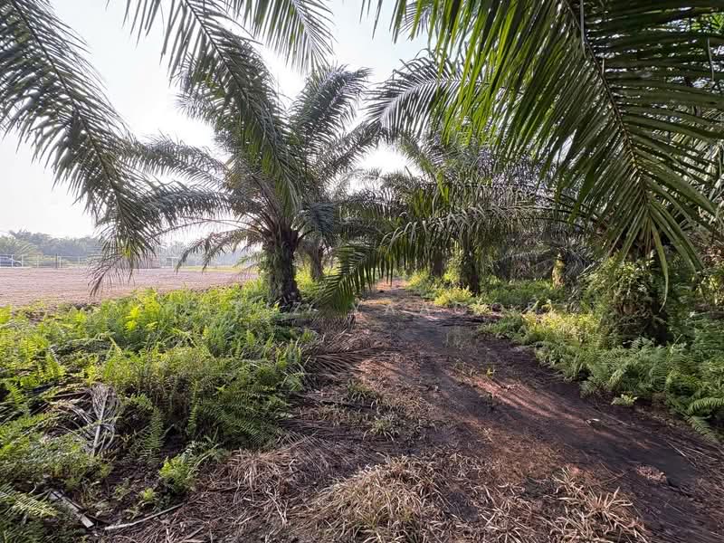 Agricultural Land for Sale in Kampung Seri Cheeding (Tanjong Duabelas) - Hafiz Yaacob - Exterior - PropertyGuru.com.my