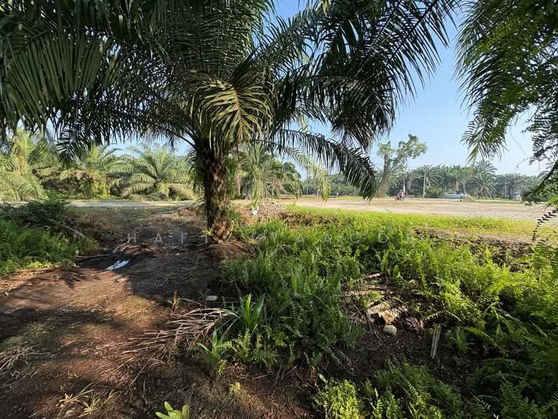 Agricultural Land for Sale in Kampung Seri Cheeding (Tanjong Duabelas) - Hafiz Yaacob - Exterior - PropertyGuru.com.my