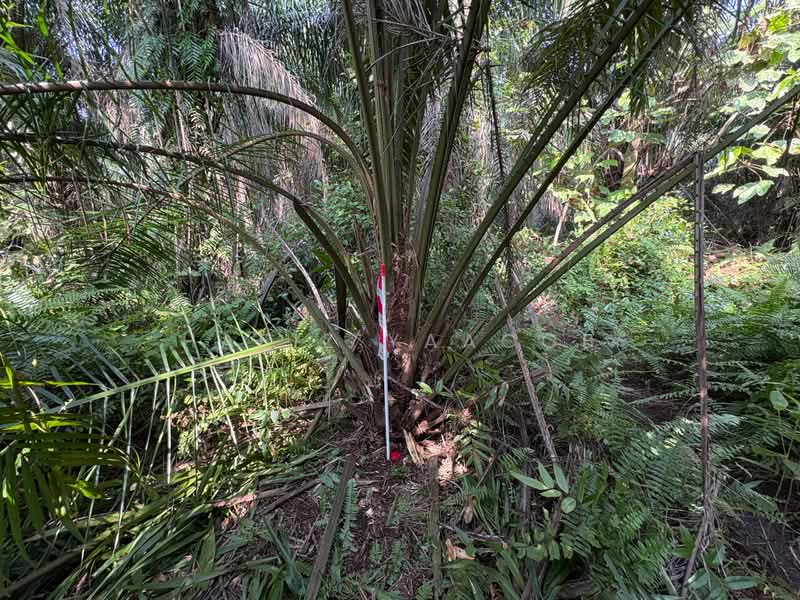 Agricultural Land for Sale in Banting (Selangor) - Hafiz Yaacob - Exterior - PropertyGuru.com.my