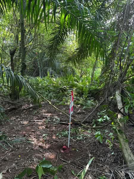 Agricultural Land for Sale in Banting (Selangor) - Hafiz Yaacob - Exterior - PropertyGuru.com.my