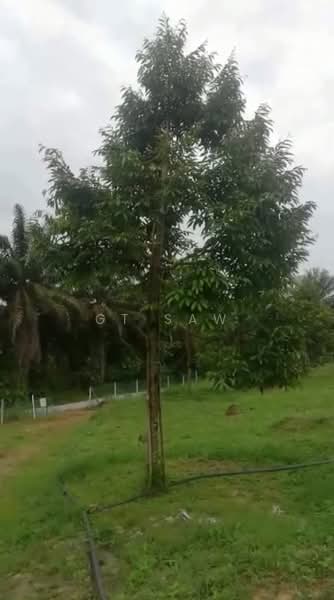 Agricultural Land for Sale in Karak (Pahang) - GT Saw - PropertyGuru.com.my