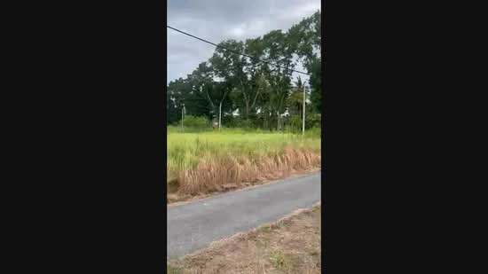 Tanah Pertanian untuk Dijual di Padang Besar (Perlis) - Shahrol Ariffin - PropertyGuru.com.my