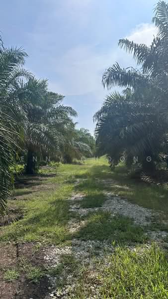 Agricultural Land for Sale in Sitiawan (Perak) - Jenny Choong - Exterior - PropertyGuru.com.my