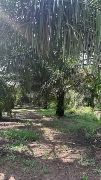 Agricultural Land for Sale in Sitiawan (Perak) - Jenny Choong - Exterior - PropertyGuru.com.my