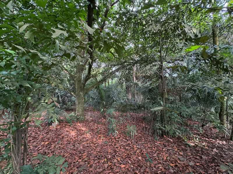 Agricultural Land for Sale in HULU KUANG (Kuang) - Hafiz Yaacob - Garden - PropertyGuru.com.my