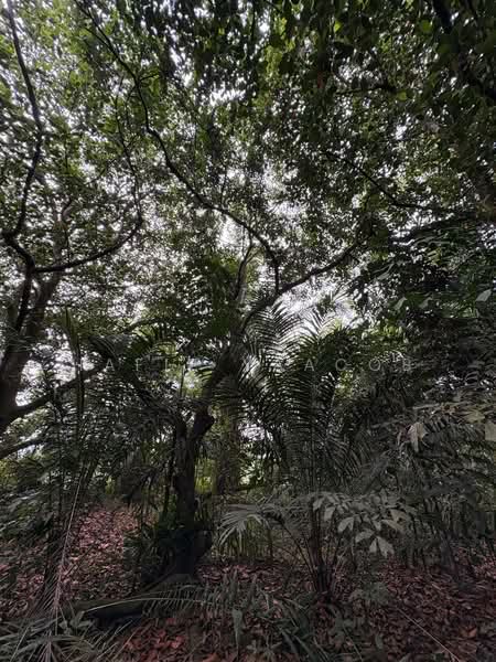 Agricultural Land for Sale in HULU KUANG (Kuang) - Hafiz Yaacob - Exterior - PropertyGuru.com.my