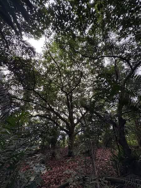 Agricultural Land for Sale in HULU KUANG (Kuang) - Hafiz Yaacob - Garden - PropertyGuru.com.my