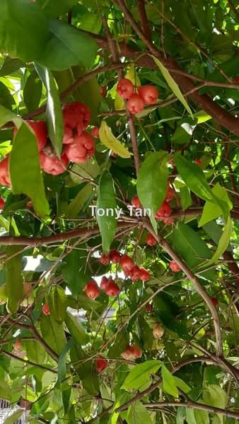 Rumah Teres untuk Dijual di Taman Sri Muda (Shah Alam) - Tony Tan - PropertyGuru.com.my