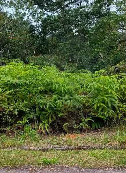 Tanah Kediaman untuk Dijual di Bentong (Pahang) - Peggy Lim - Exterior - PropertyGuru.com.my