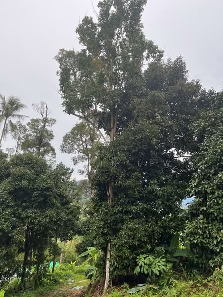 Agricultural Land for Sale in Mantin (Negeri Sembilan) - Justin Lew - Garden - PropertyGuru.com.my