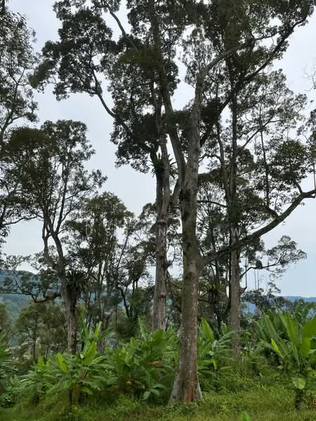 Agricultural Land for Sale in Mantin (Negeri Sembilan) - Justin Lew - Exterior - PropertyGuru.com.my