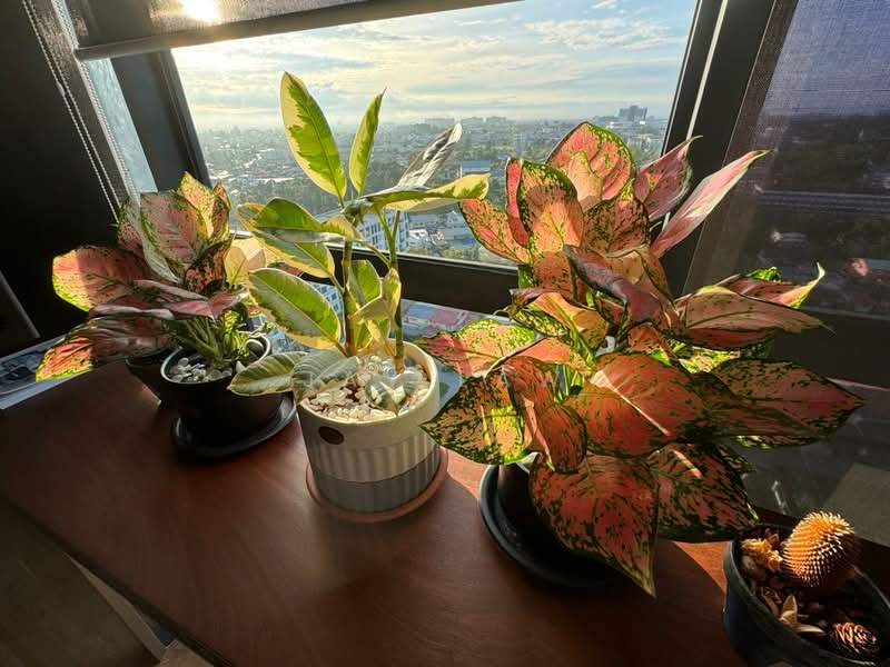 Kondominium untuk Dijual di Urban Residences - Jay Law - PropertyGuru.com.my