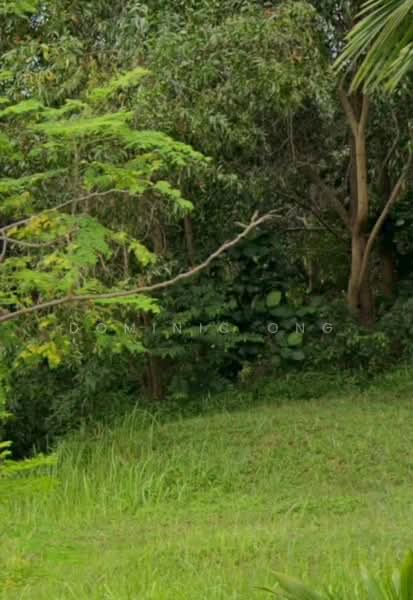 Residential Land for Sale in Bukit Damansara (Damansara Heights) - Dominic Ong - Garden - PropertyGuru.com.my