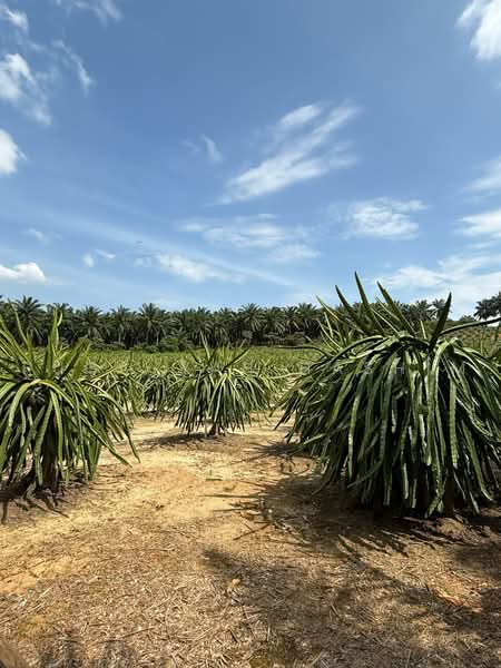 Agricultural Land for Sale in Port Dickson (Negeri Sembilan) - Ruqayyah Hashim - Exterior - PropertyGuru.com.my