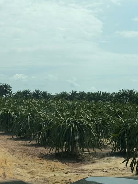 Agricultural Land for Sale in Port Dickson (Negeri Sembilan) - Ruqayyah Hashim - Exterior - PropertyGuru.com.my