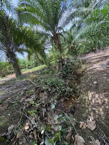 Agricultural Land for Sale in Kampung Labohan Dagang (Tanjong Duabelas) - Hafiz Yaacob - Exterior - PropertyGuru.com.my