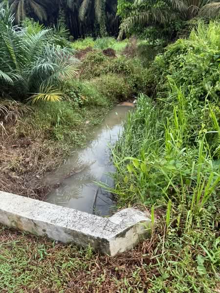 Tanah Pertanian untuk Dijual di Kampung Bukit Samsu (Kota Tinggi) - Amber Hew - PropertyGuru.com.my