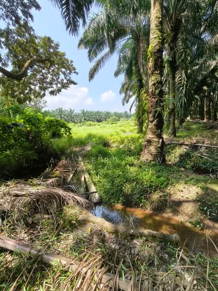 Tanah Pertanian untuk Dijual di Kampung Bukit Samsu (Kota Tinggi) - Amber Hew - PropertyGuru.com.my