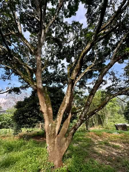 Agricultural Land for Sale in Iskandar Puteri (Nusajaya) (Johor) - Jessie Tan - Garden - PropertyGuru.com.my