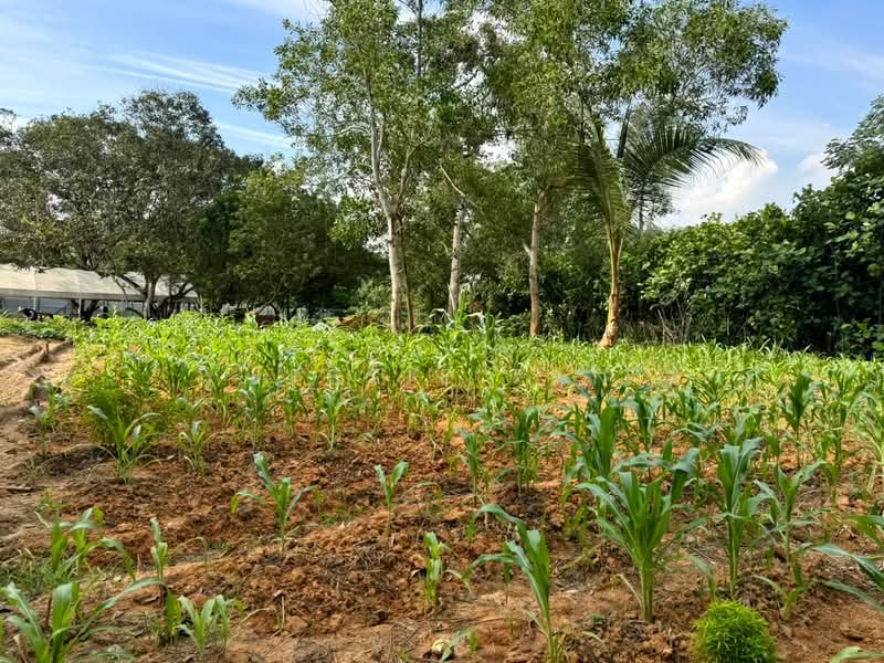 Agricultural Land for Sale in Iskandar Puteri (Nusajaya) (Johor) - Jessie Tan - Garden - PropertyGuru.com.my