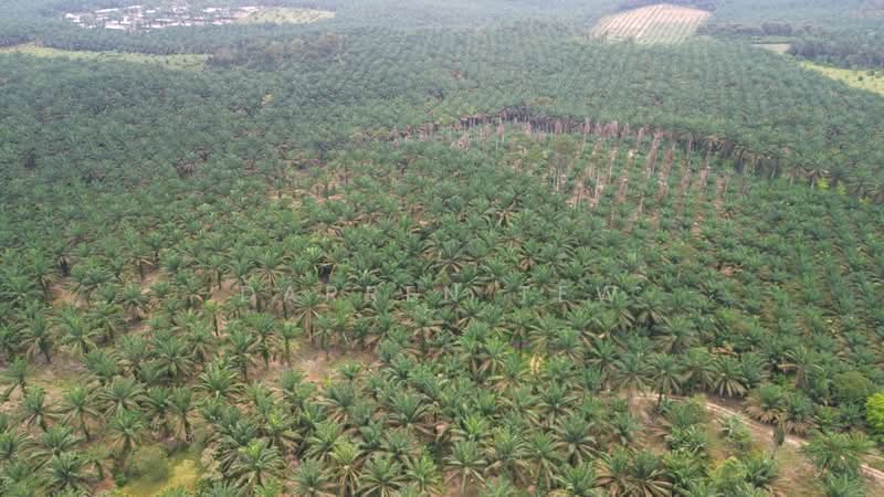 Tanah Pertanian untuk Dijual di kulai sedenak (Kulai) - Darren Tew - PropertyGuru.com.my
