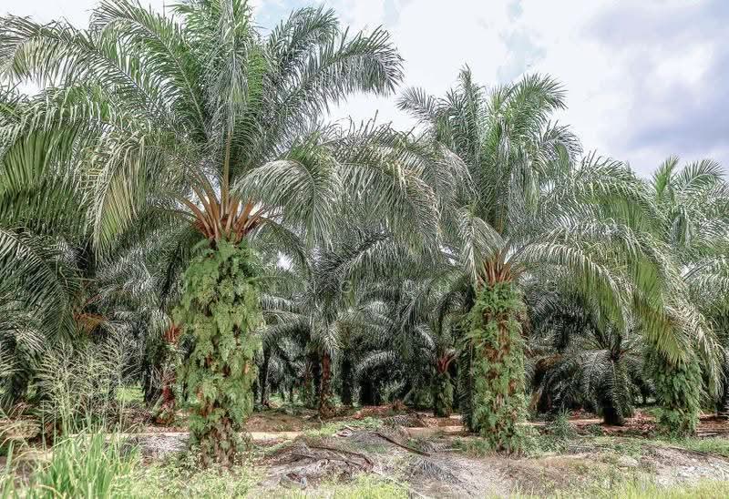 Agricultural Land for Sale in Pontian (Johor) - Fu Heng Chong - Exterior - PropertyGuru.com.my