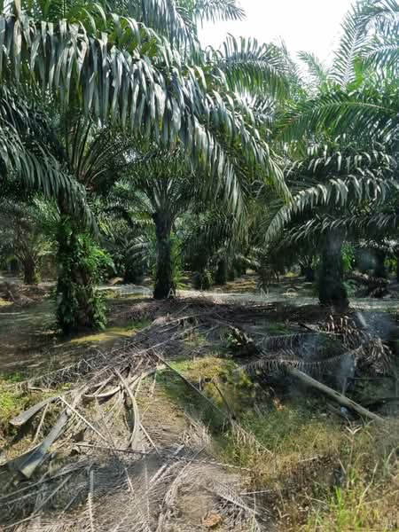 Agricultural Land for Sale in Gua Musang (Kelantan) - Gerald Ng - Exterior - PropertyGuru.com.my