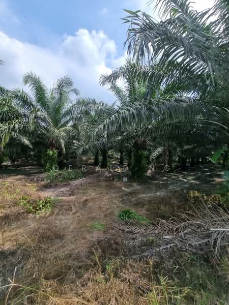 Agricultural Land for Sale in Gua Musang (Kelantan) - Gerald Ng - Exterior - PropertyGuru.com.my
