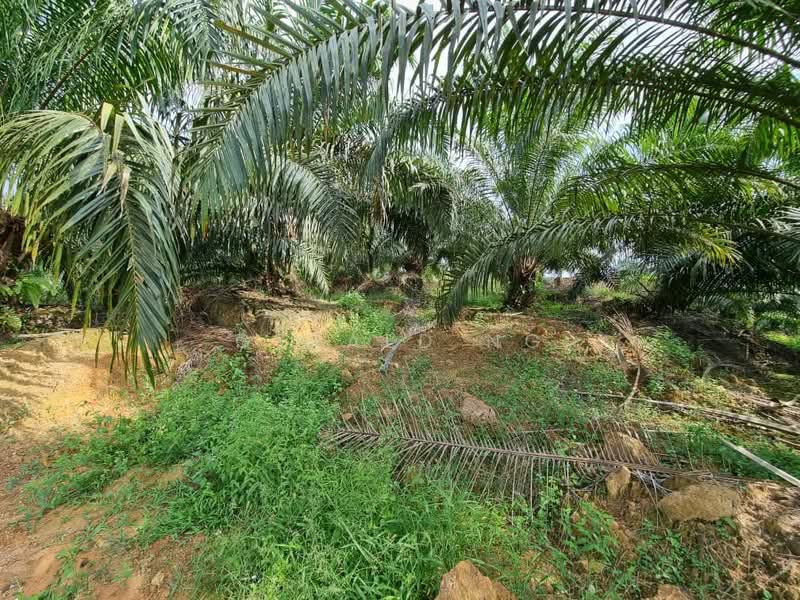 Agricultural Land for Sale in Gua Musang (Kelantan) - Gerald Ng - Garden - PropertyGuru.com.my