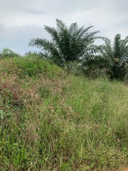 Tanah Pertanian untuk Dijual di Kota Tinggi (Johor) - Chris Liew - Exterior - PropertyGuru.com.my