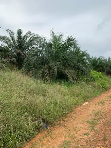 Tanah Pertanian untuk Dijual di Kota Tinggi (Johor) - Chris Liew - Exterior - PropertyGuru.com.my