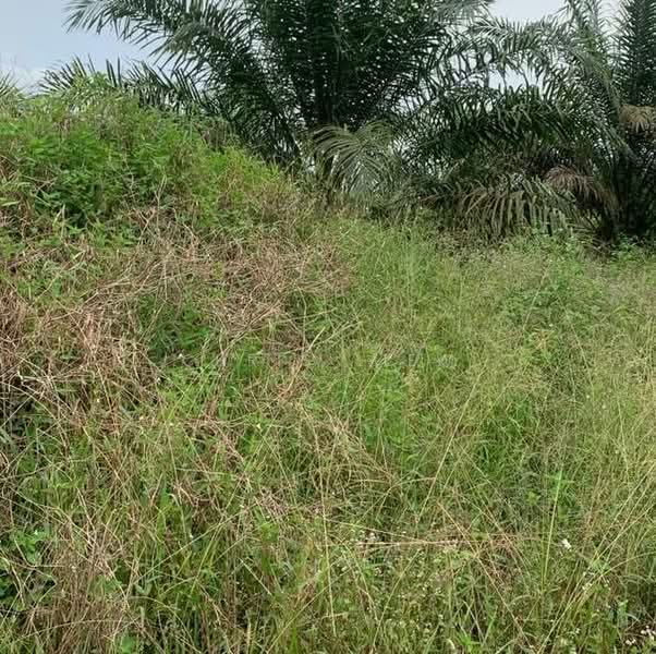 Tanah Pertanian untuk Dijual di Kota Tinggi (Johor) - Chris Liew - Exterior - PropertyGuru.com.my