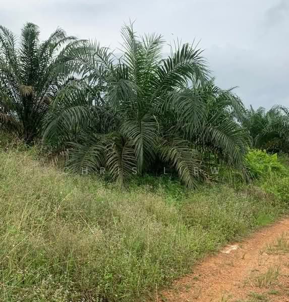Tanah Pertanian untuk Dijual di Kota Tinggi (Johor) - Chris Liew - Garden - PropertyGuru.com.my