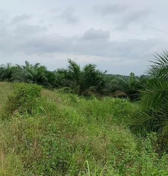 Tanah Pertanian untuk Dijual di Kota Tinggi (Johor) - Chris Liew - Exterior - PropertyGuru.com.my